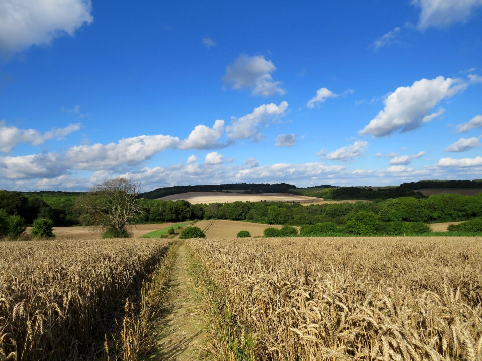Farmland crop farming
