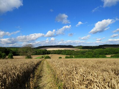 Farmland crop farming photo