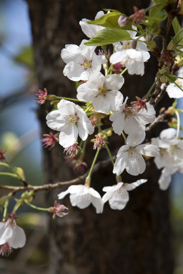 Nature plants cherry tree