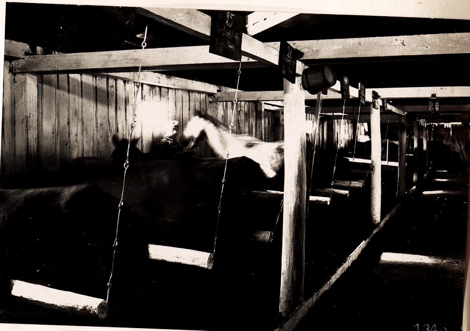Poniczew, Pferdespital. (28-II.1918.) (BildID 15712485)