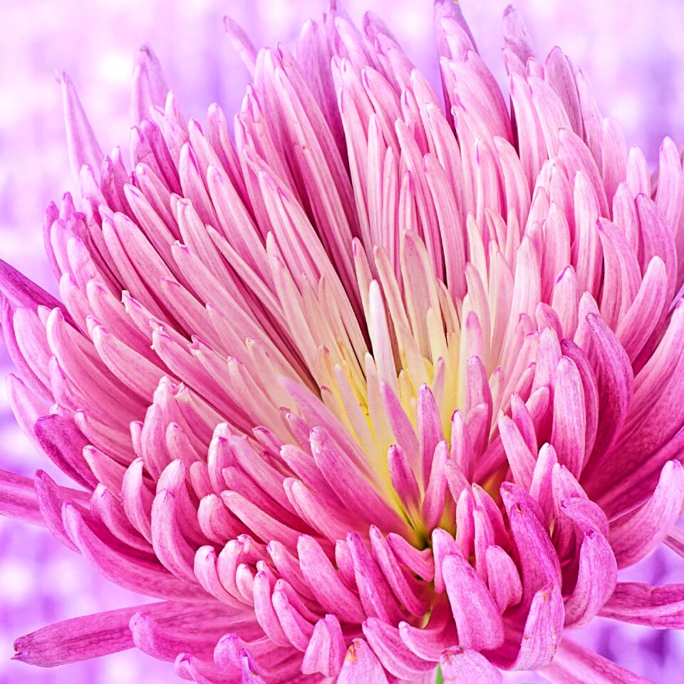 Closeup beautiful pink