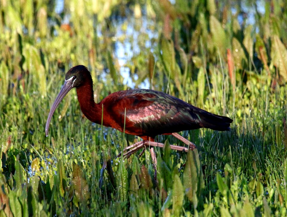 Ornithology beak nature