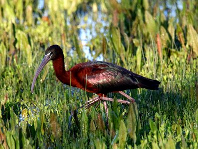 Ornithology beak nature photo