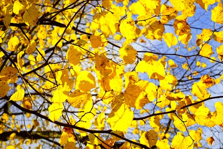 Linde linden fall color