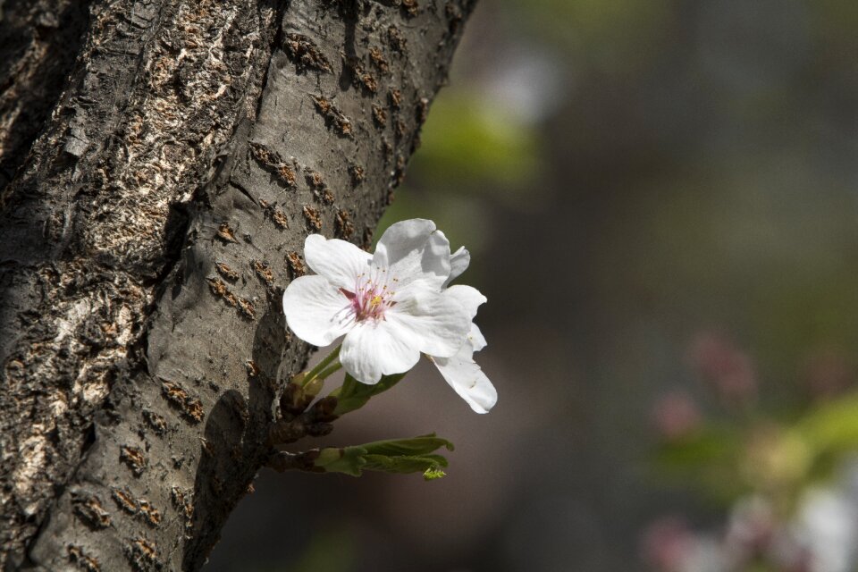Flowers leaf cherry tree