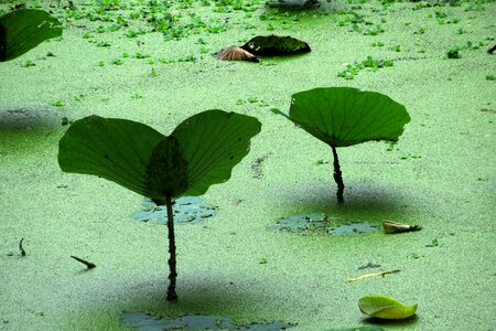 Pond green nature