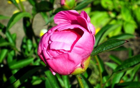 Flower peony pink