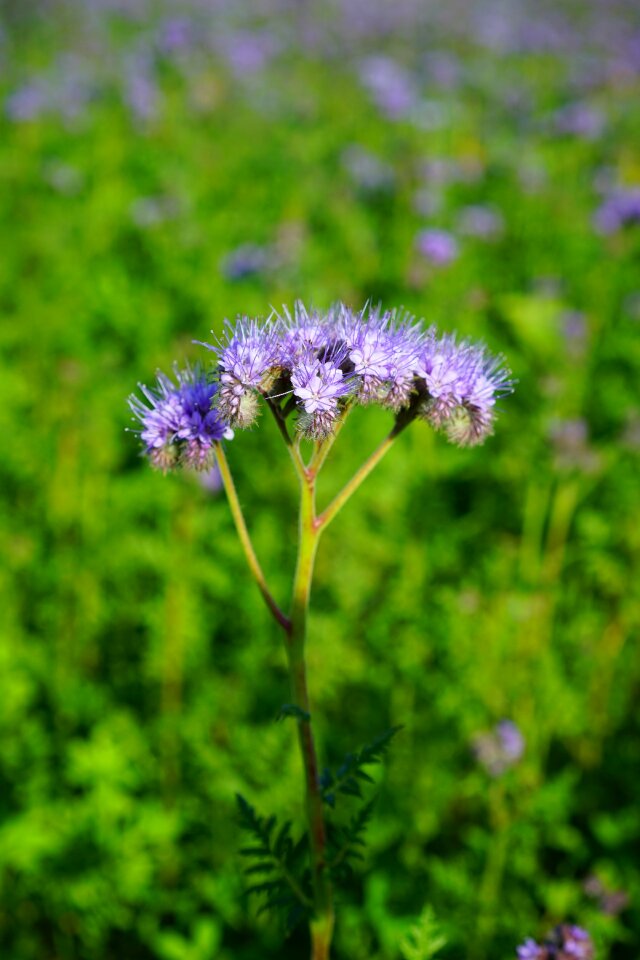 Hydrophyllaceae raublattgewächs boraginaceae photo