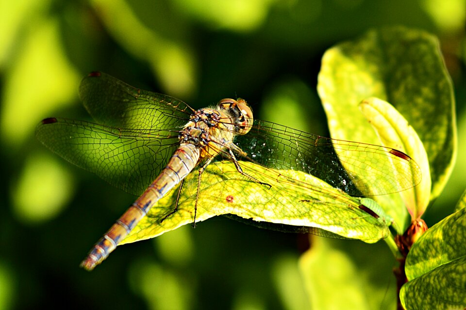 Nature macro flying insects