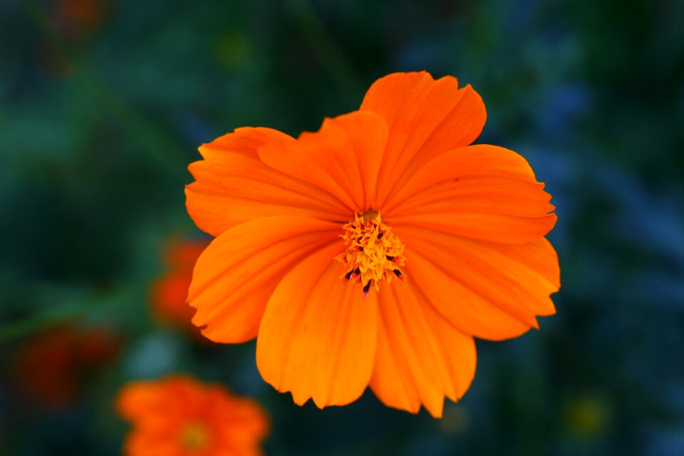 Flowers yellow cosmos