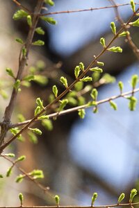 Plants bud wood