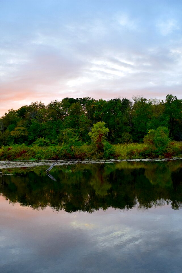 Trees water lake