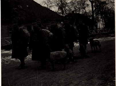 Polizeihunde im Marsch (BildID 15706141)