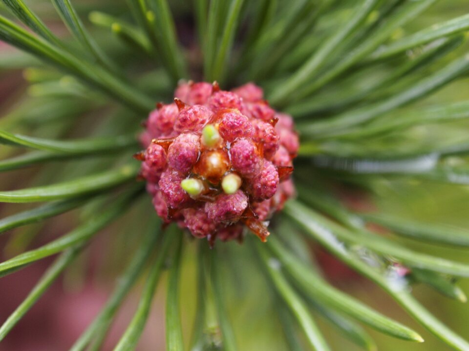 Flower meadow pine cone