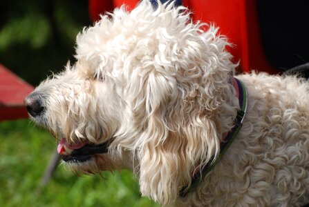 Shaggy dog canine