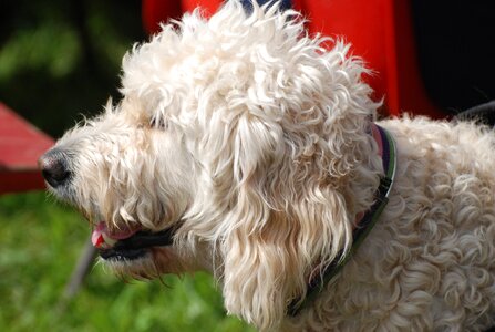 Shaggy dog canine photo