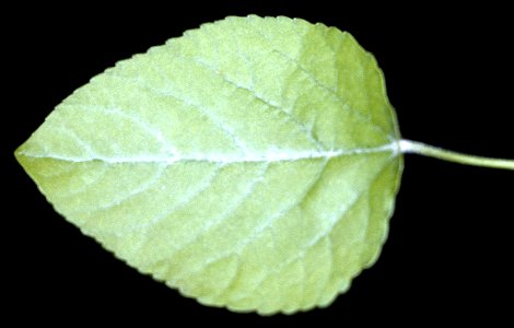 Populus heterophylla - NRCS 1