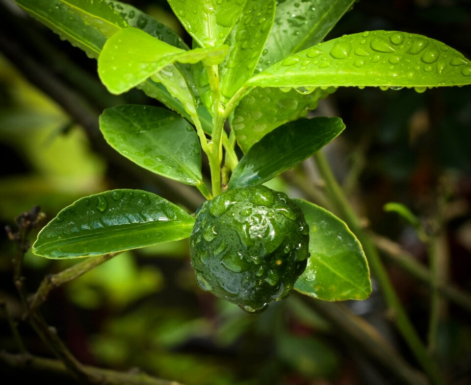 Nature growth fruit