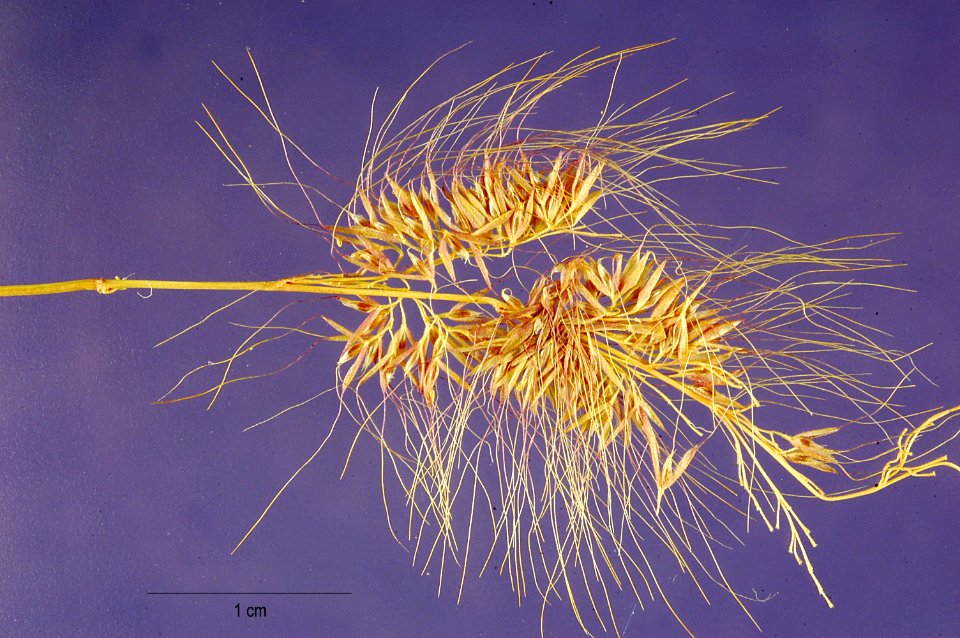 Polypogonaustralis
