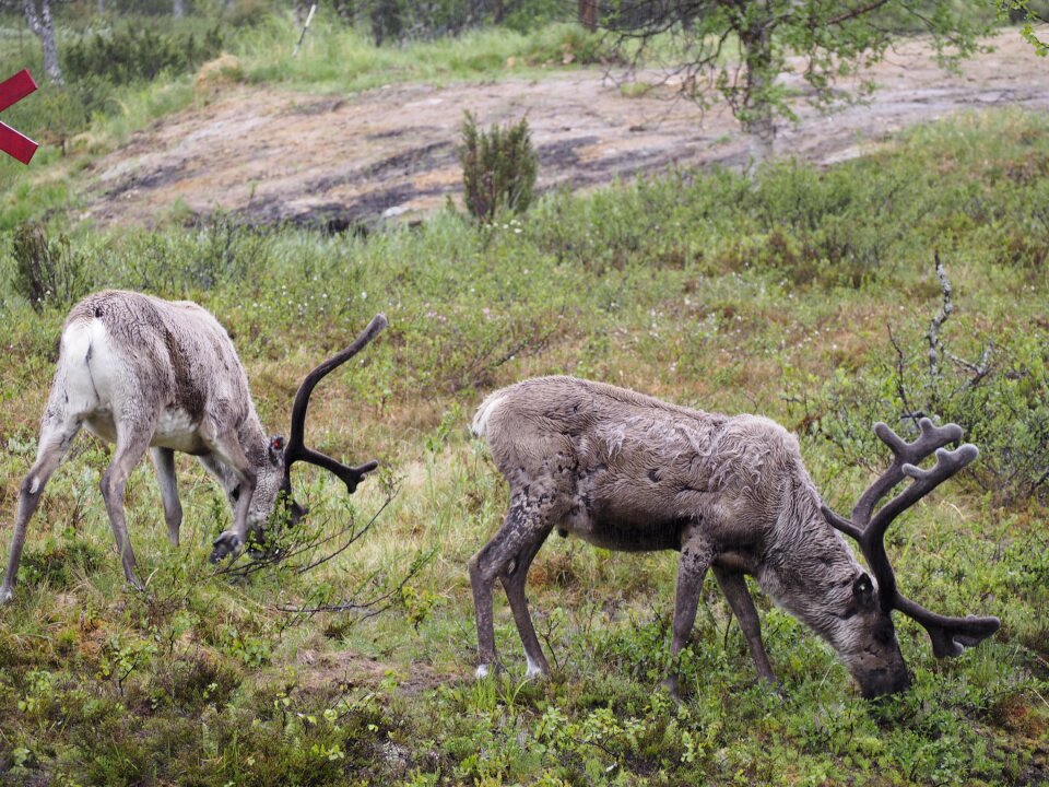 Horns antlers scandinavia