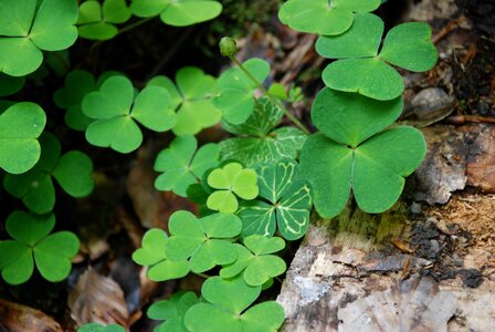 Luck leaf plant