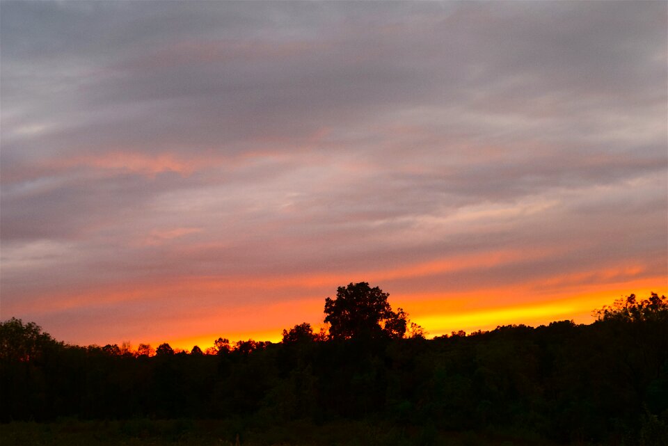Silhouette nature sun