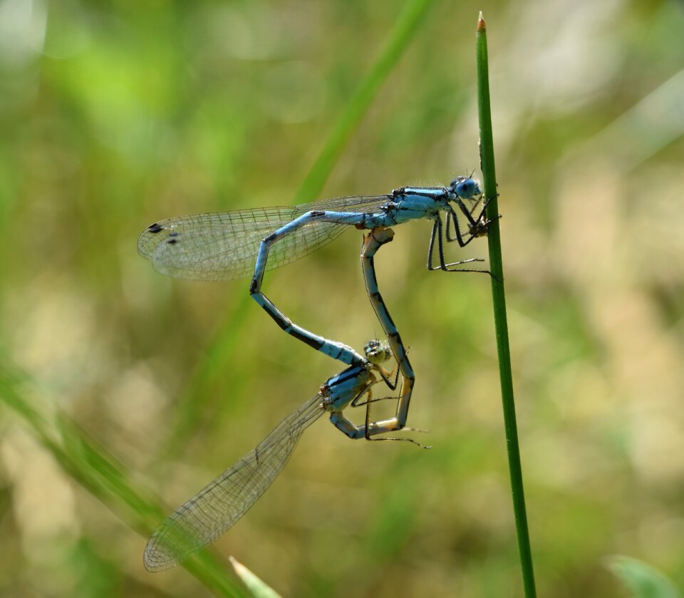 Macro close up nature