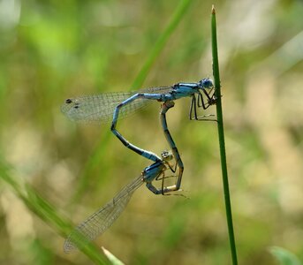 Macro close up nature