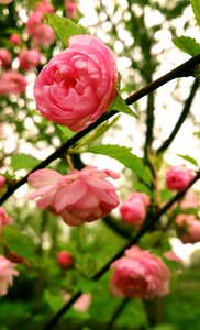 Flowers garden flower pink