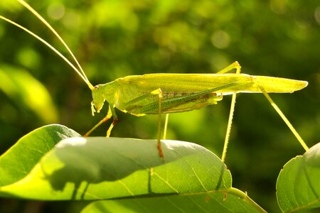 Plant closeup grasshopper