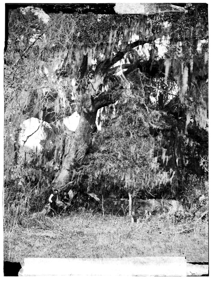 Port Royal Island, Beaufort, South Carolina. Moss covered tomb over 150 years old on R.B. Rhett's plantation LOC cwpb.00745