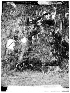 Port Royal Island, Beaufort, South Carolina. Moss covered tomb over 150 years old on R.B. Rhett's plantation LOC cwpb.00745