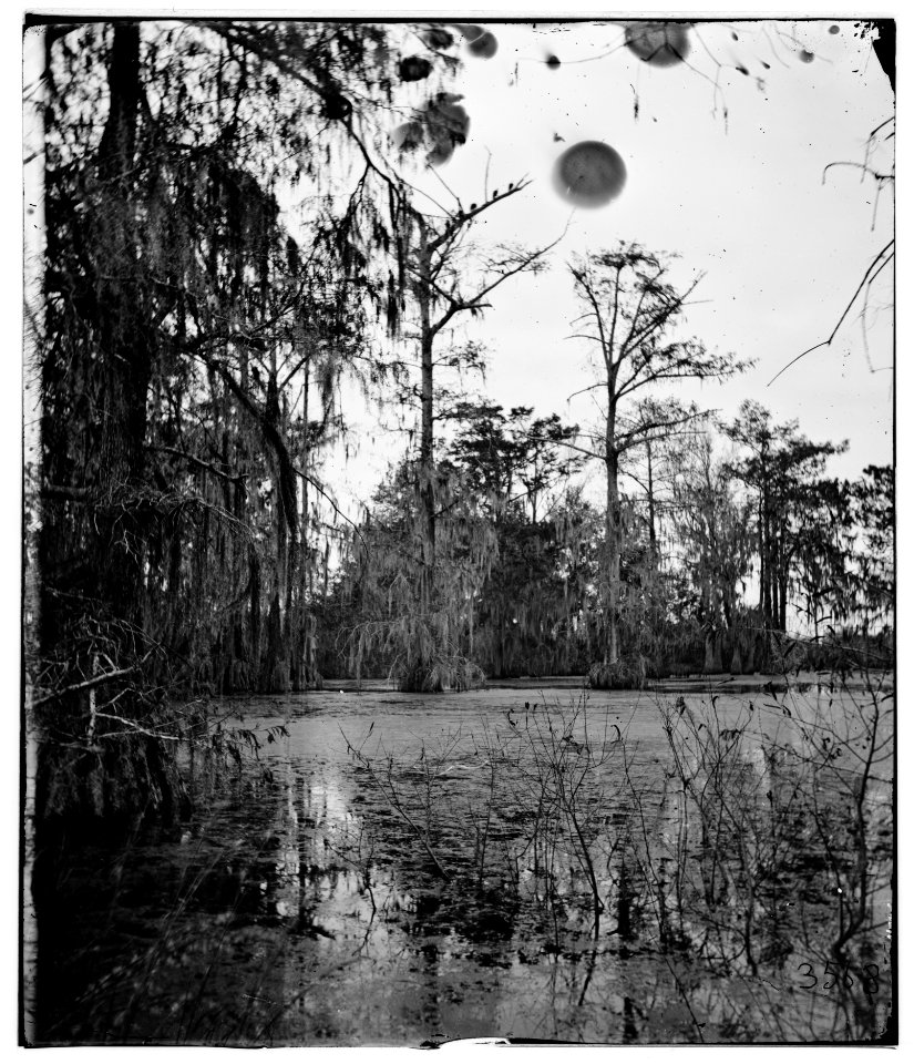 Port Royal Island, South Carolina. Cypress swamp LOC cwpb.03281