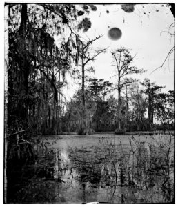 Port Royal Island, South Carolina. Cypress swamp LOC cwpb.03281