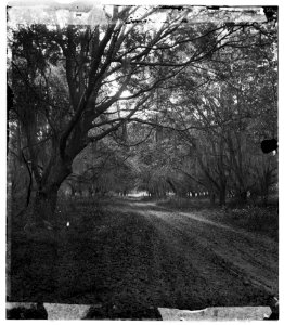 Port Royal Island, South Carolina. Road through woods LOC cwpb.03295