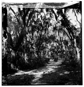 Port Royal Island, South Carolina (vicinity). Road through woods LOC cwpb.03292