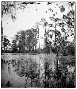 Port Royal Island, South Carolina. Cypress swamp LOC cwpb.03284