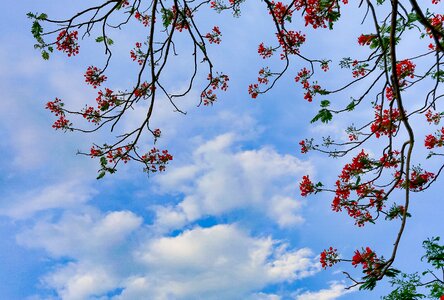 Nature romantic fresh