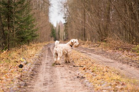 Gravel village road nature photo