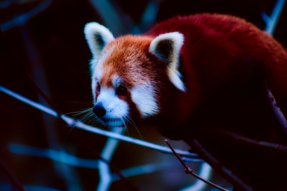 Red zoo outdoors