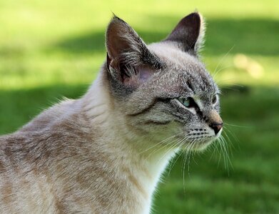 Mieze tiger cat pet photo