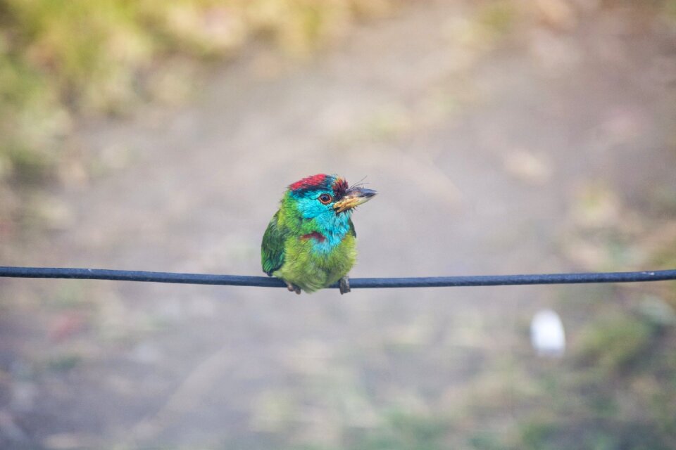 Animal wildlife sitting