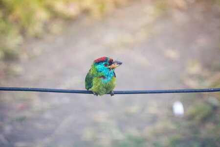 Animal wildlife sitting
