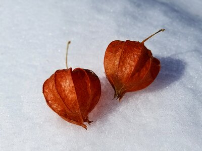 Desktop nature food