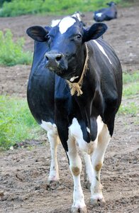 Animal milk bovine