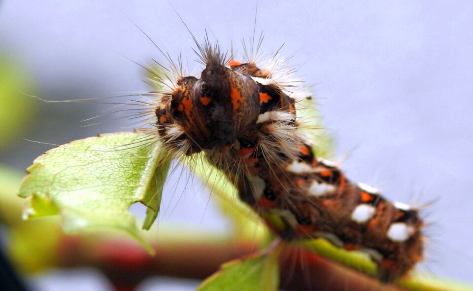 Close up prickly caterpillar-threatening