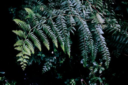 Leaves grass forest