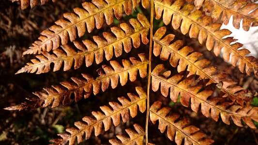 Sheet outdoors autumn