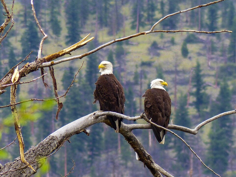Bird nature animal