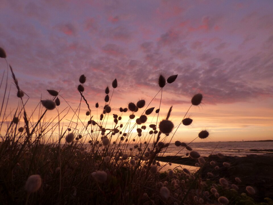 Nature flowers relaxation